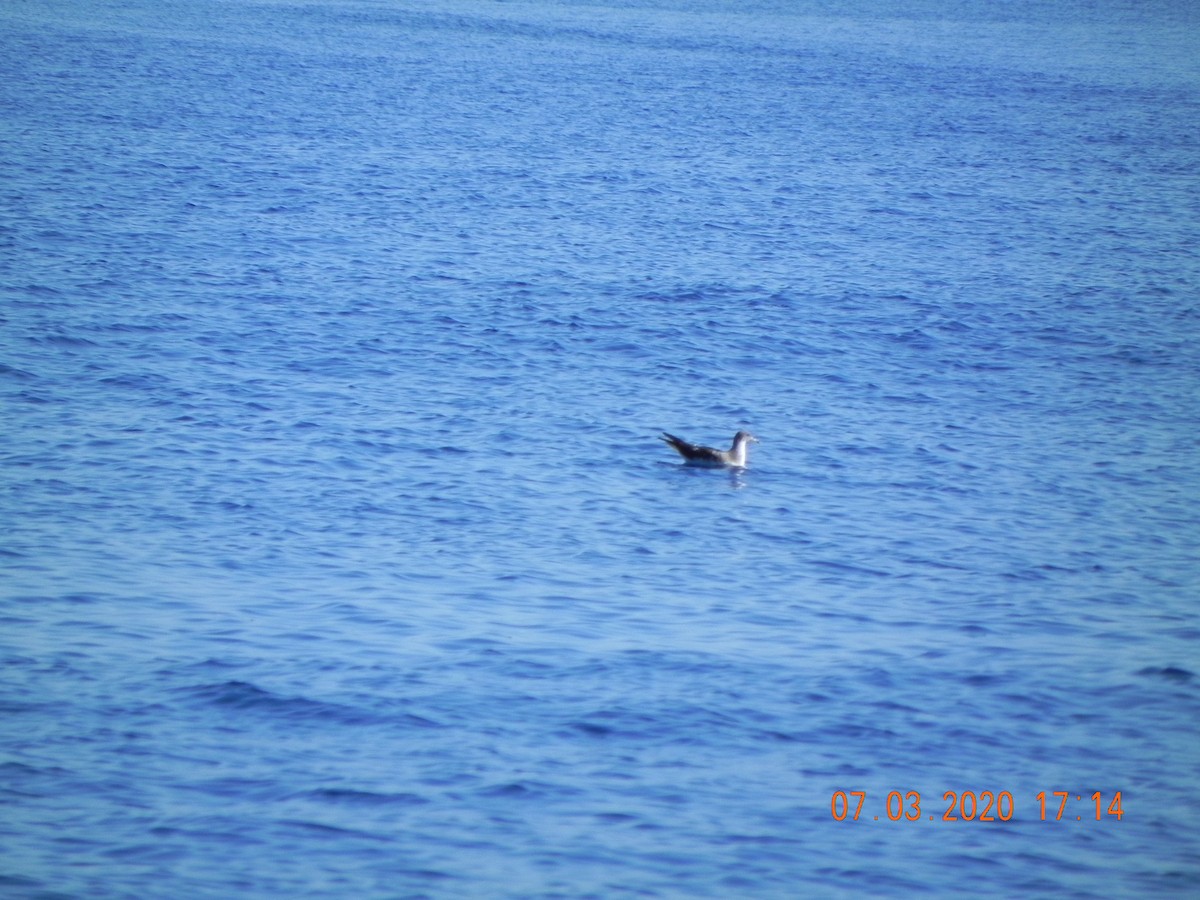 Cory's Shearwater - ML247871441