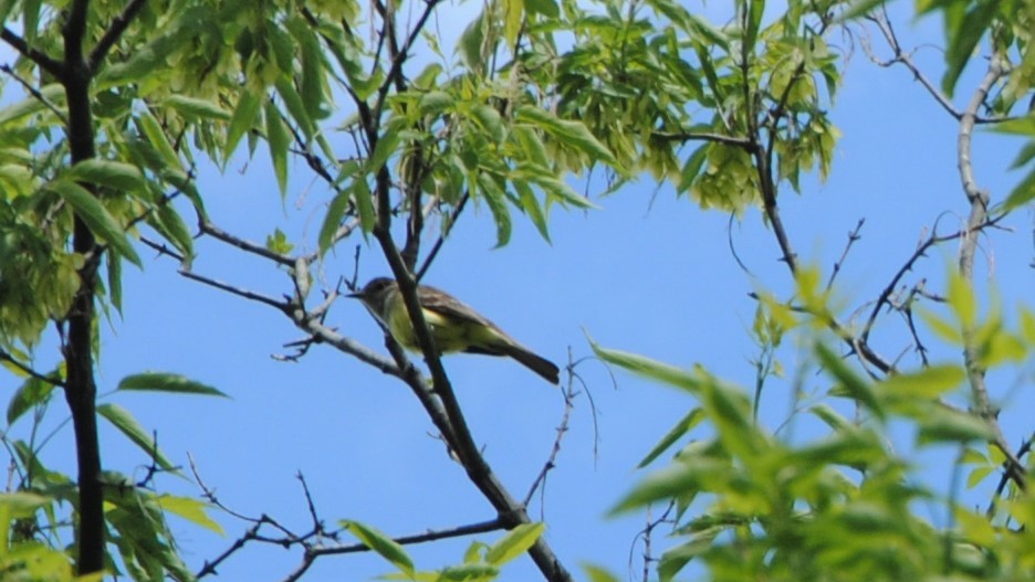 Great Crested Flycatcher - ML247871791