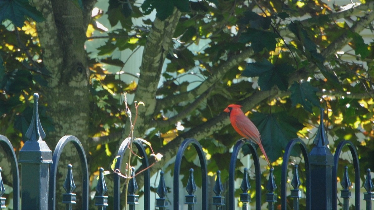 Northern Cardinal - ML247872181