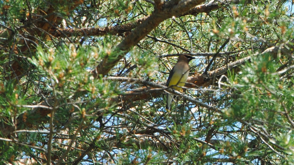 Cedar Waxwing - ML247872221