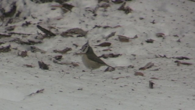 Mésange huppée - ML247873051