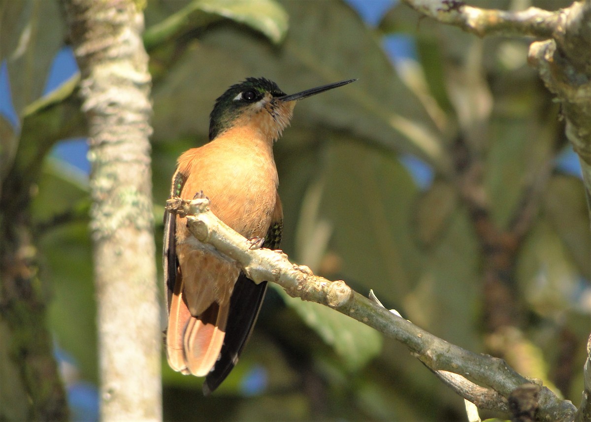 kolibřík brazilský - ML247873091