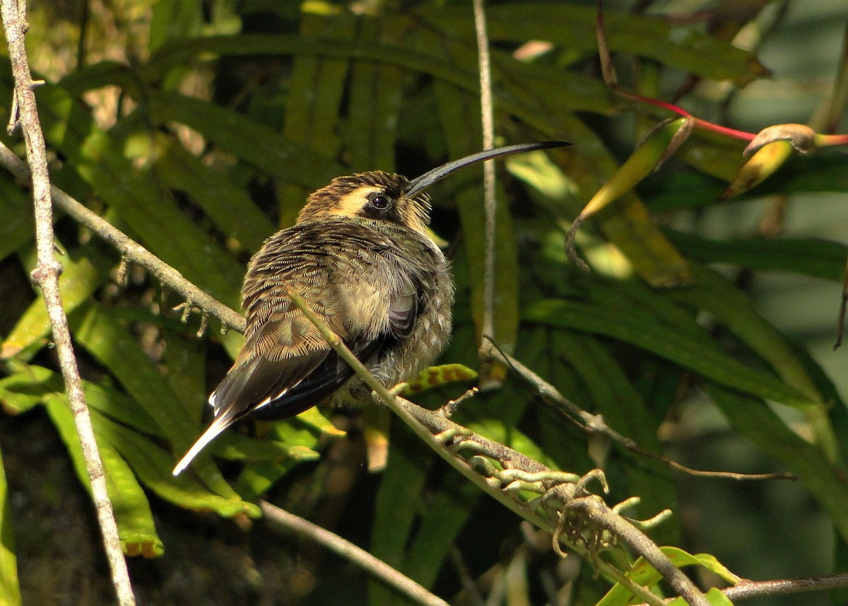 Чешуегорлый колибри-отшельник - ML247873201