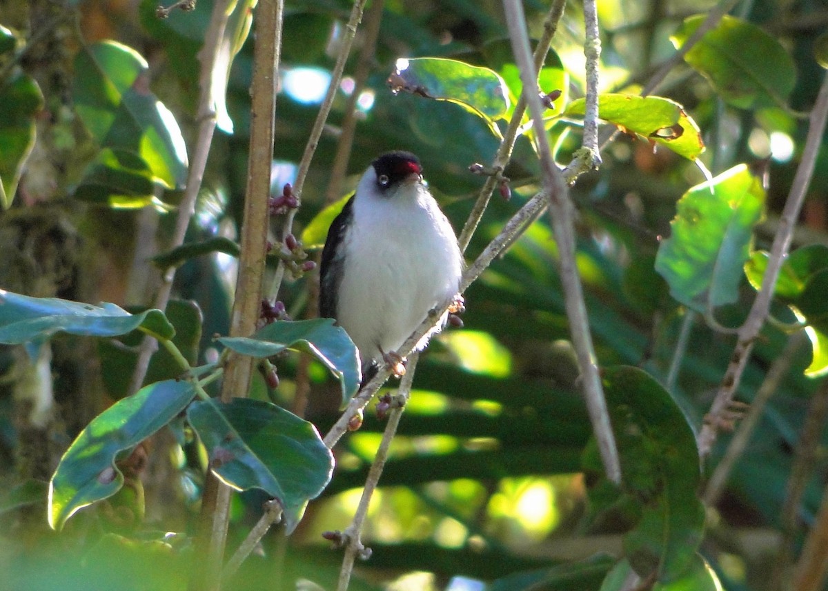 Pin-tailed Manakin - ML247873241