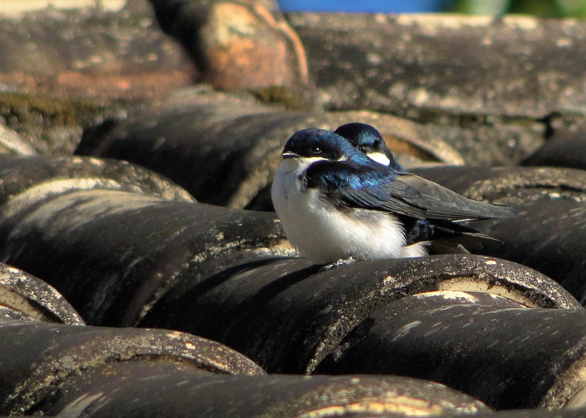 Blue-and-white Swallow - Carlos Otávio Gussoni