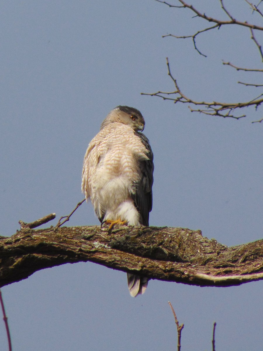 Cooper's Hawk - ML247873521