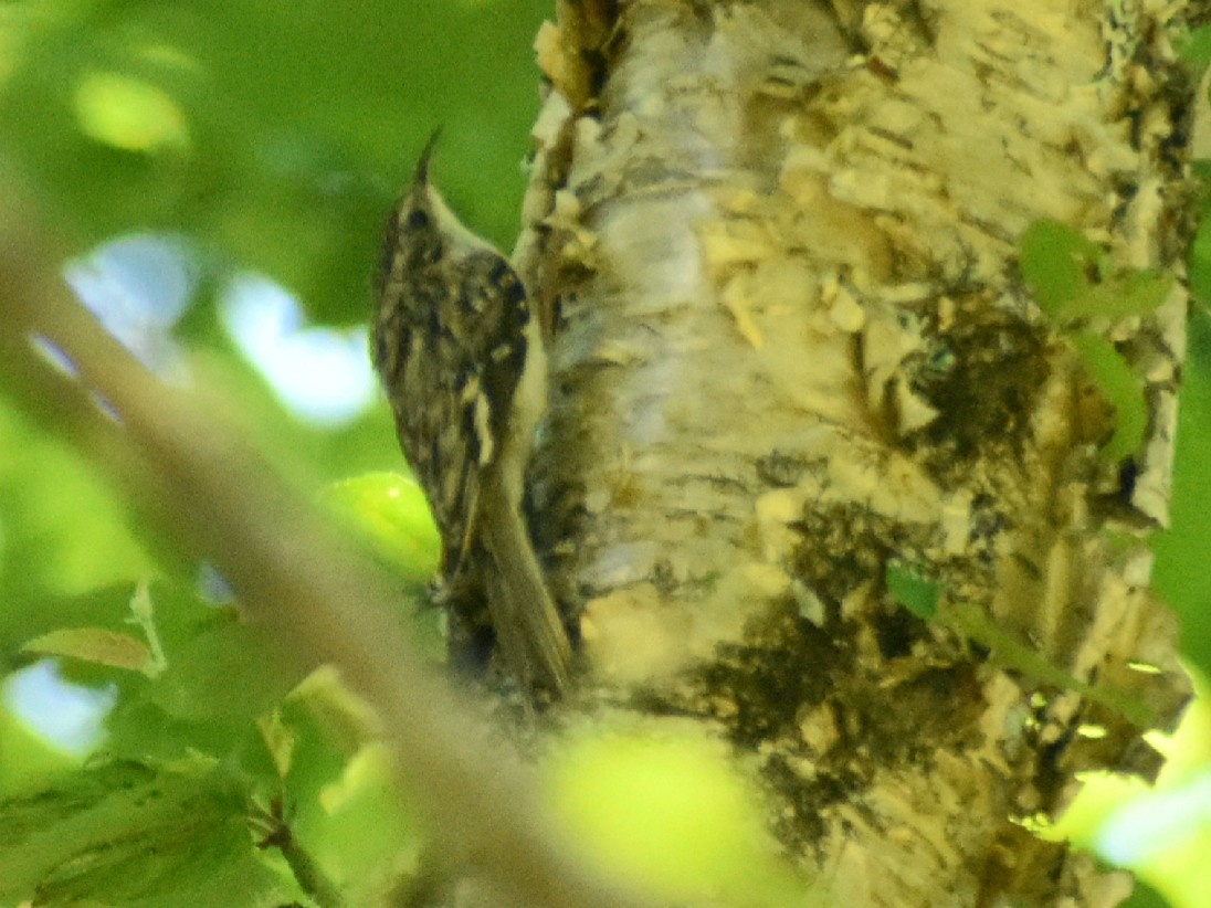 Brown Creeper - ML247874291