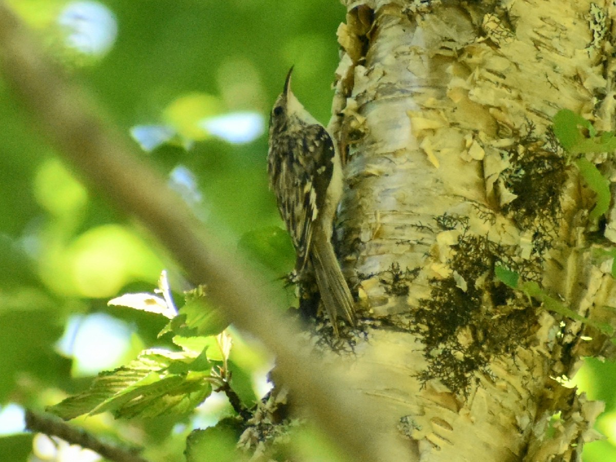 Brown Creeper - ML247874301