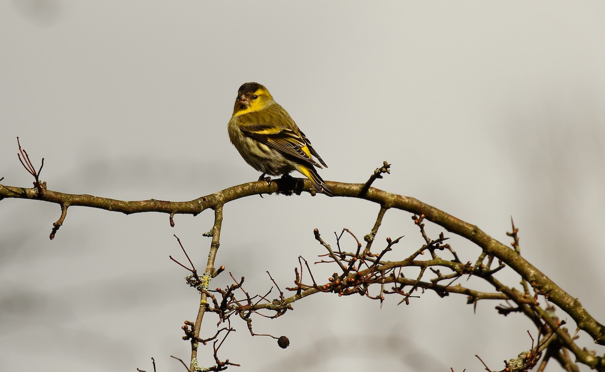 Eurasian Siskin - ML247874581