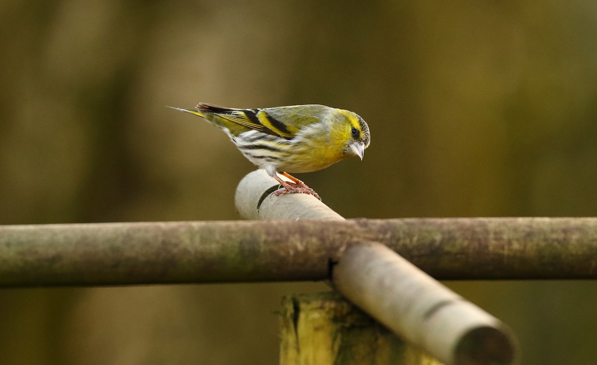 Eurasian Siskin - ML247874661