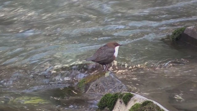 White-throated Dipper - ML247874831