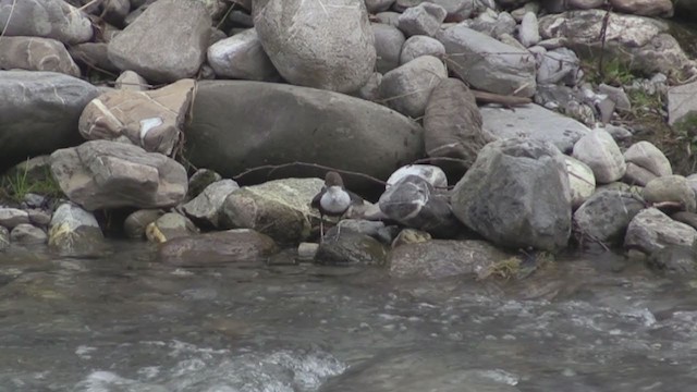 White-throated Dipper - ML247876361