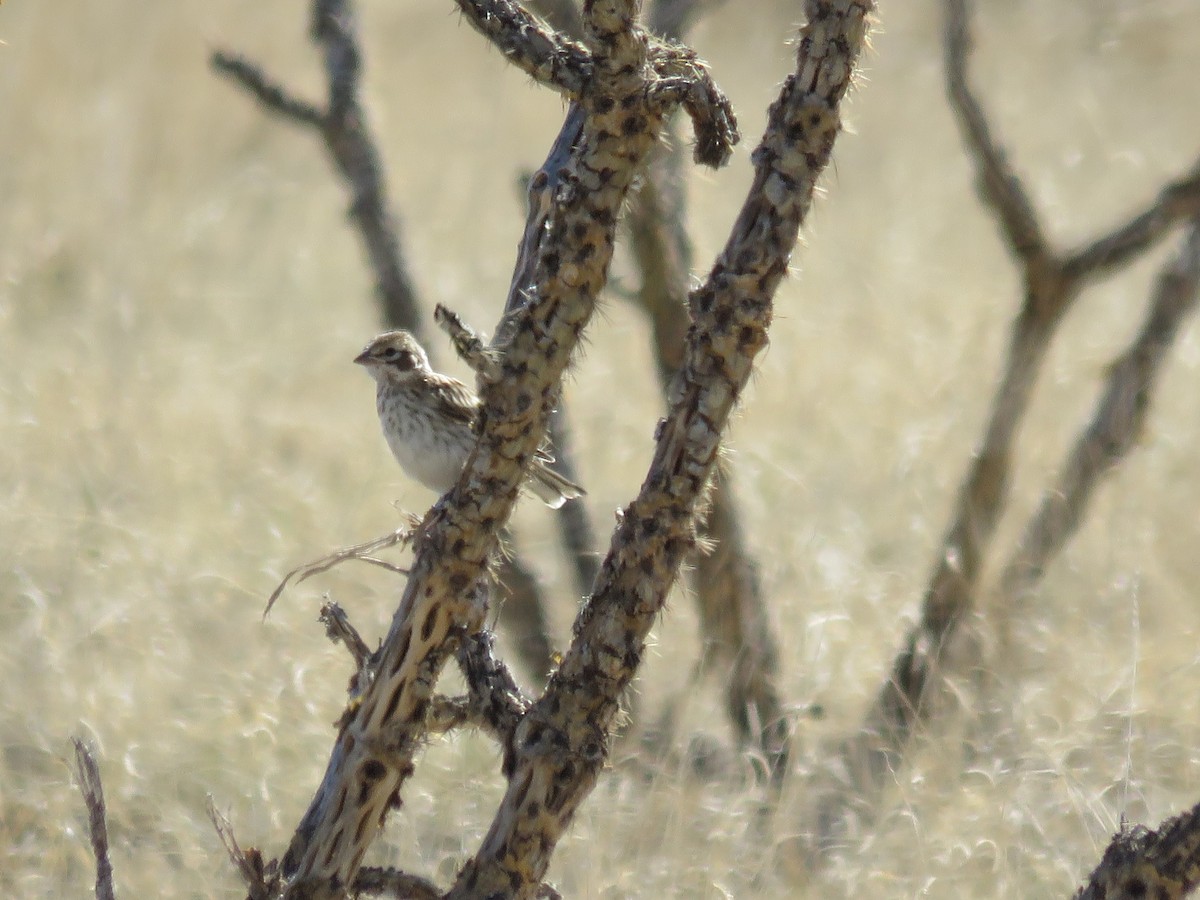 Lark Sparrow - ML247876721