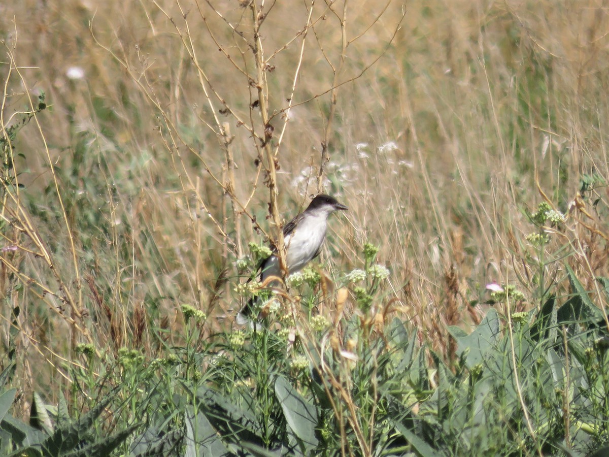 Eastern Kingbird - ML247877081