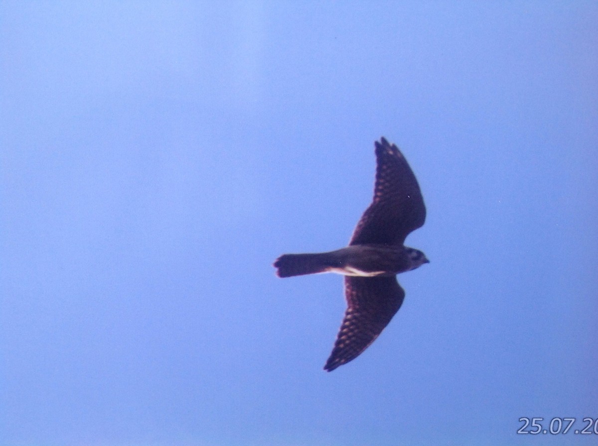 American Kestrel - ML24787721