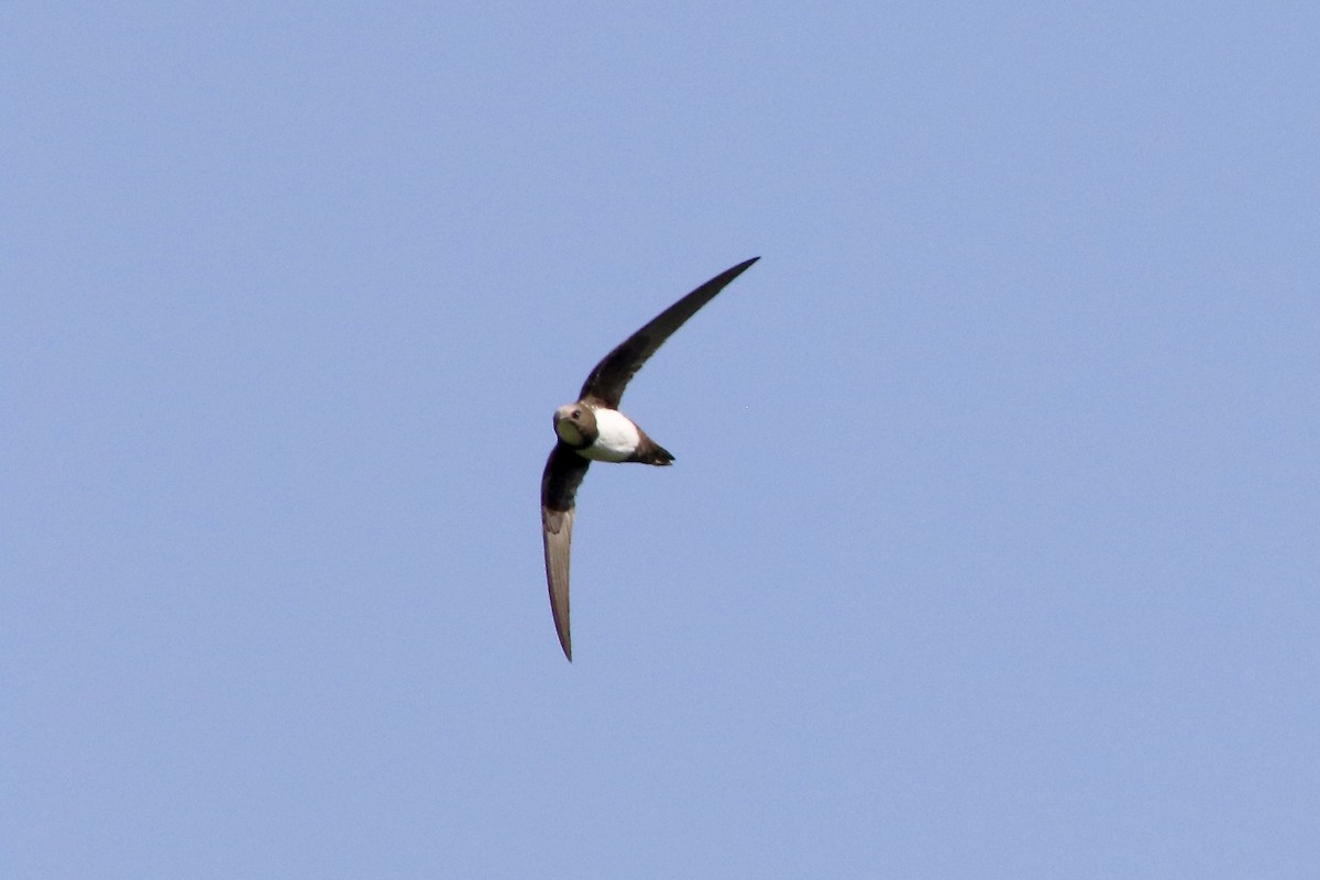 Alpine Swift - ML247877331