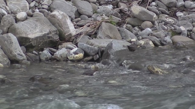 White-throated Dipper - ML247877571