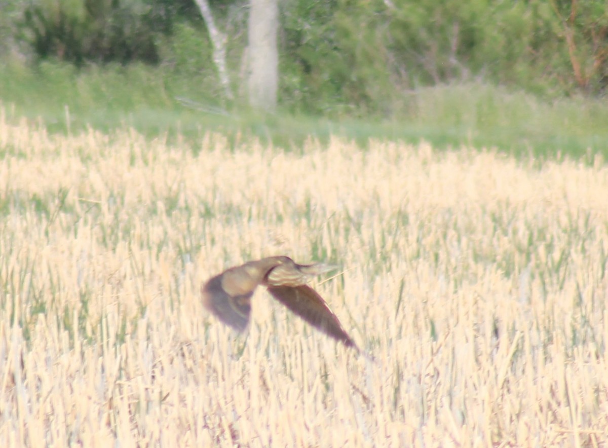 American Bittern - ML247878581