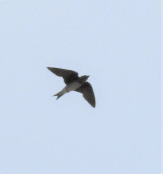 Purple Martin - ML247880161