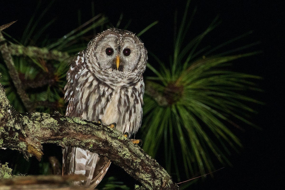 Cinereous Owl - Antonio Robles