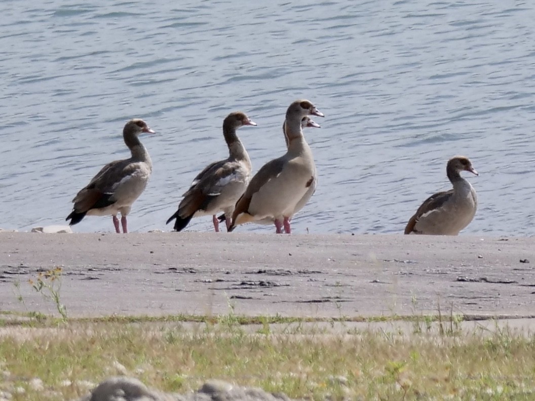 Egyptian Goose - ML247881761