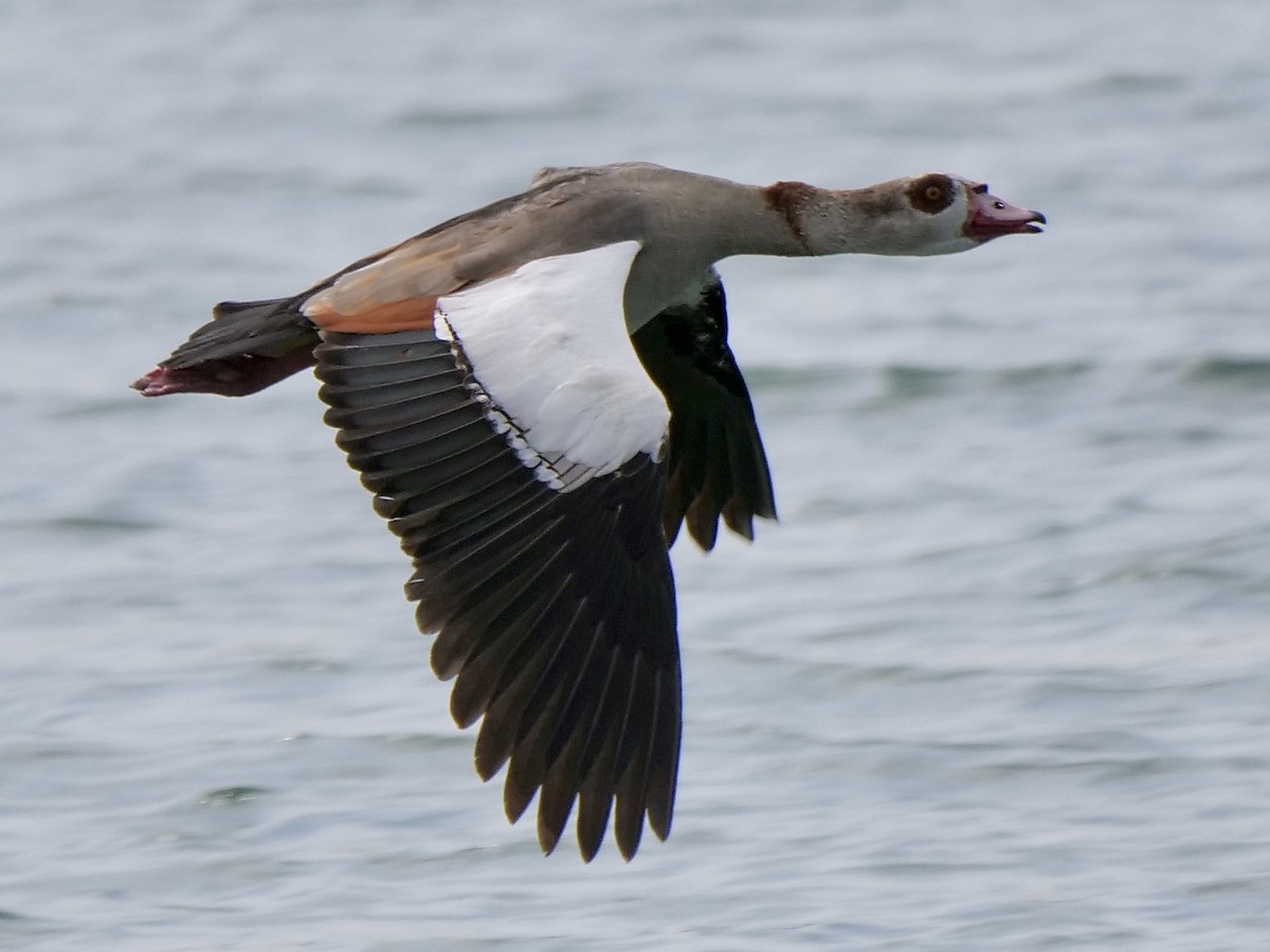 Egyptian Goose - ML247881771