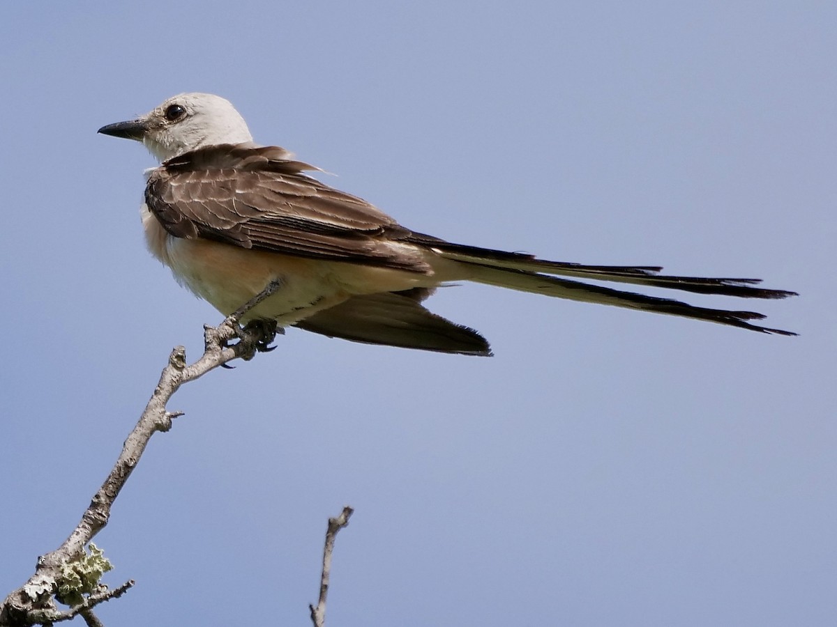 Scissor-tailed Flycatcher - ML247881891