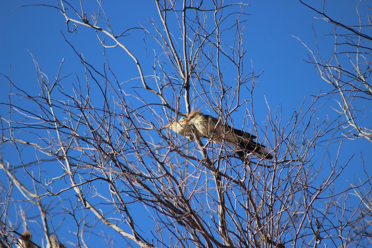 Guira Cuckoo - ML247882101