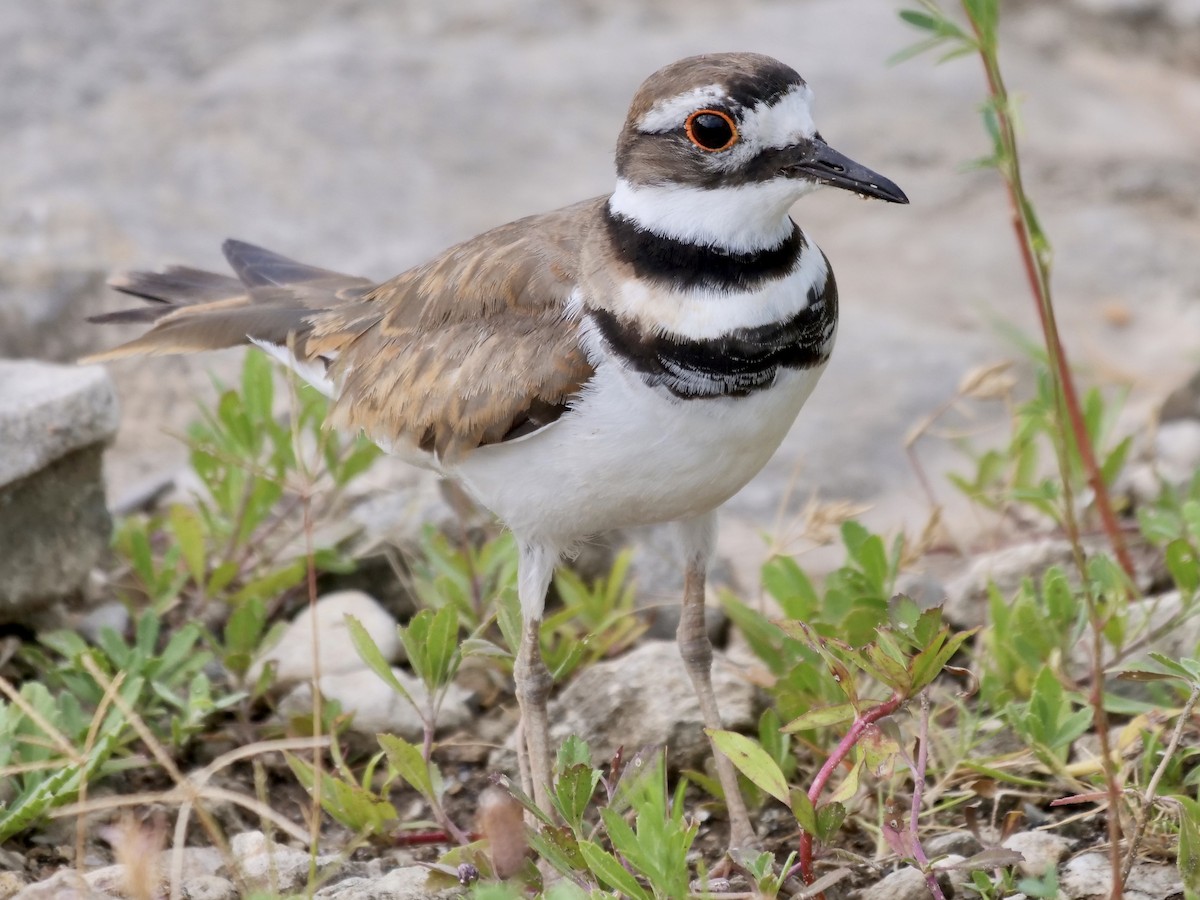 Killdeer - ML247882551