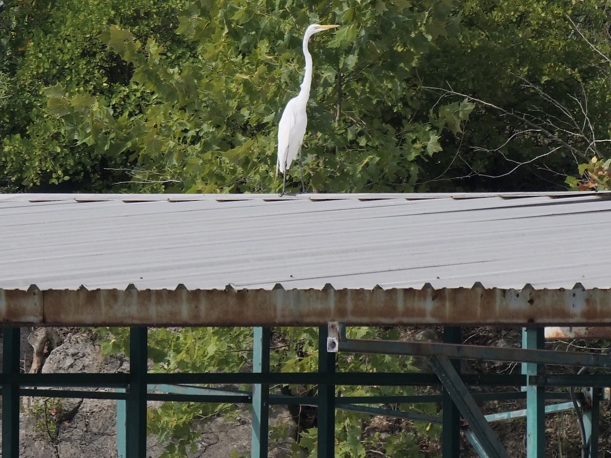 Great Egret - Jeff Osborne