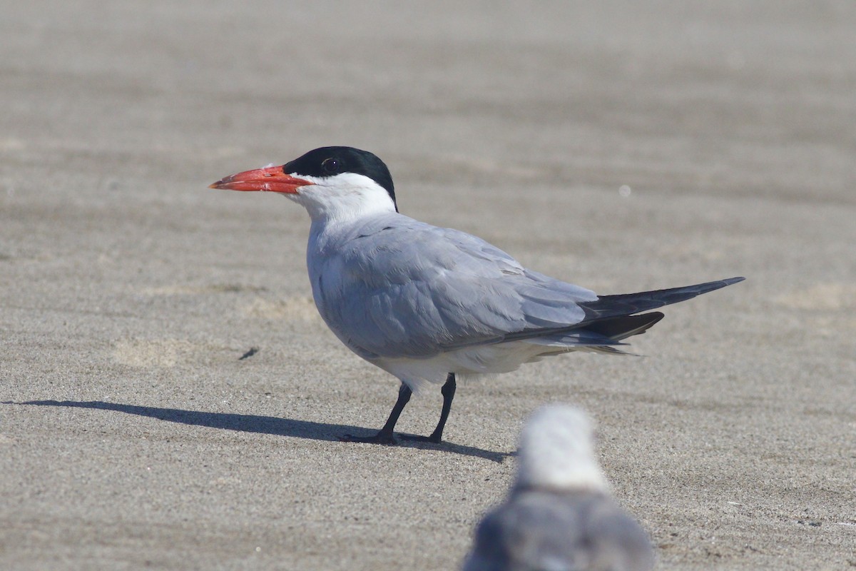 Caspian Tern - ML247884121