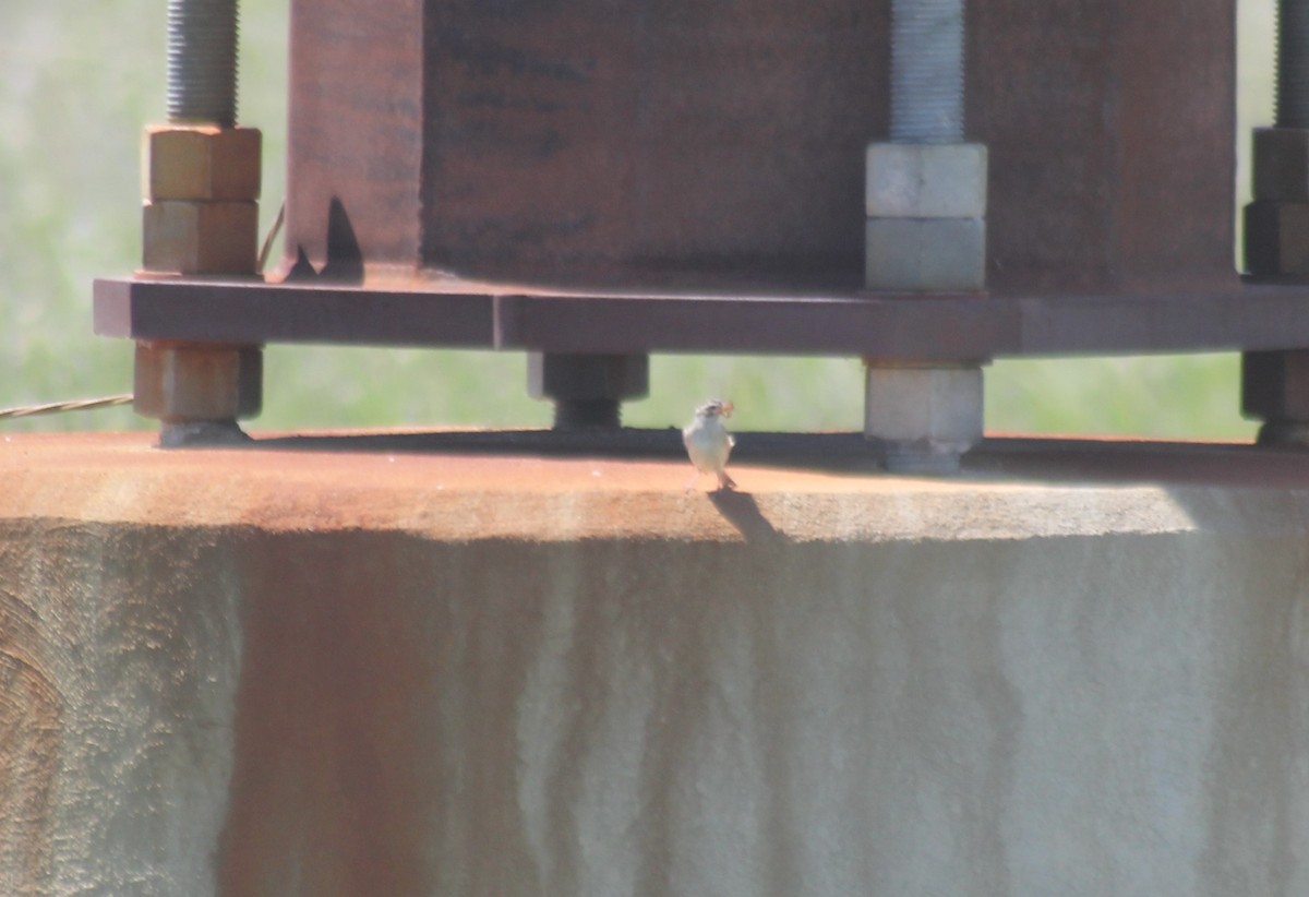 Clay-colored Sparrow - Mackenzie Goldthwait