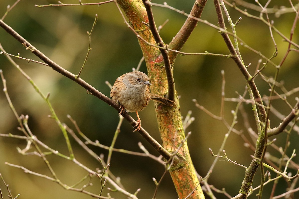 Dunnock - ML247890541