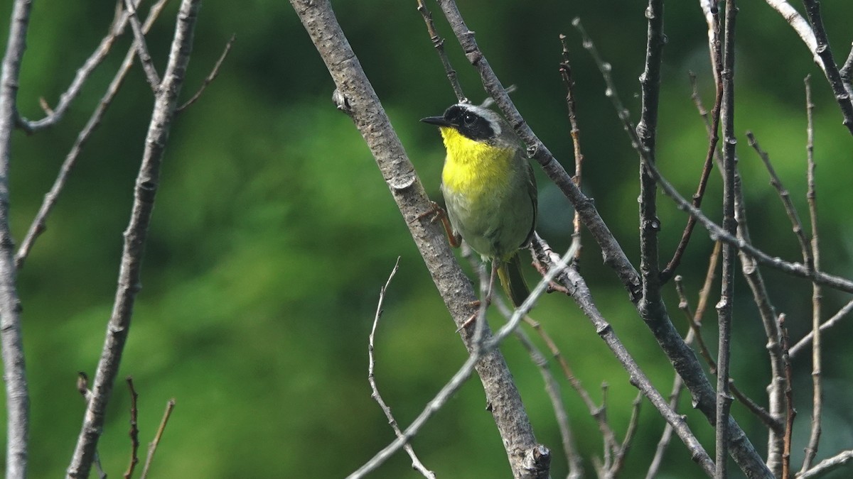 Common Yellowthroat - Barry Day