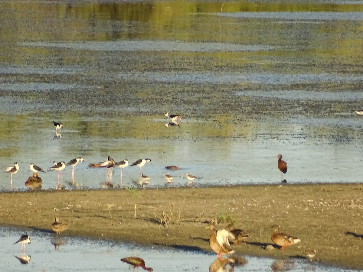 Falaropo Tricolor - ML247894921