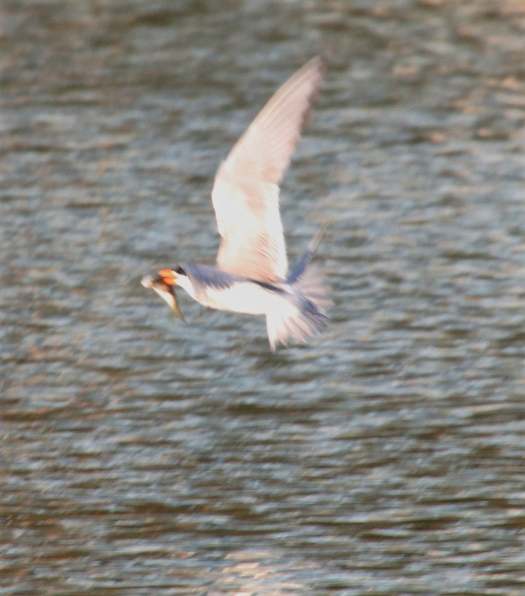 Forster's Tern - ML247895431