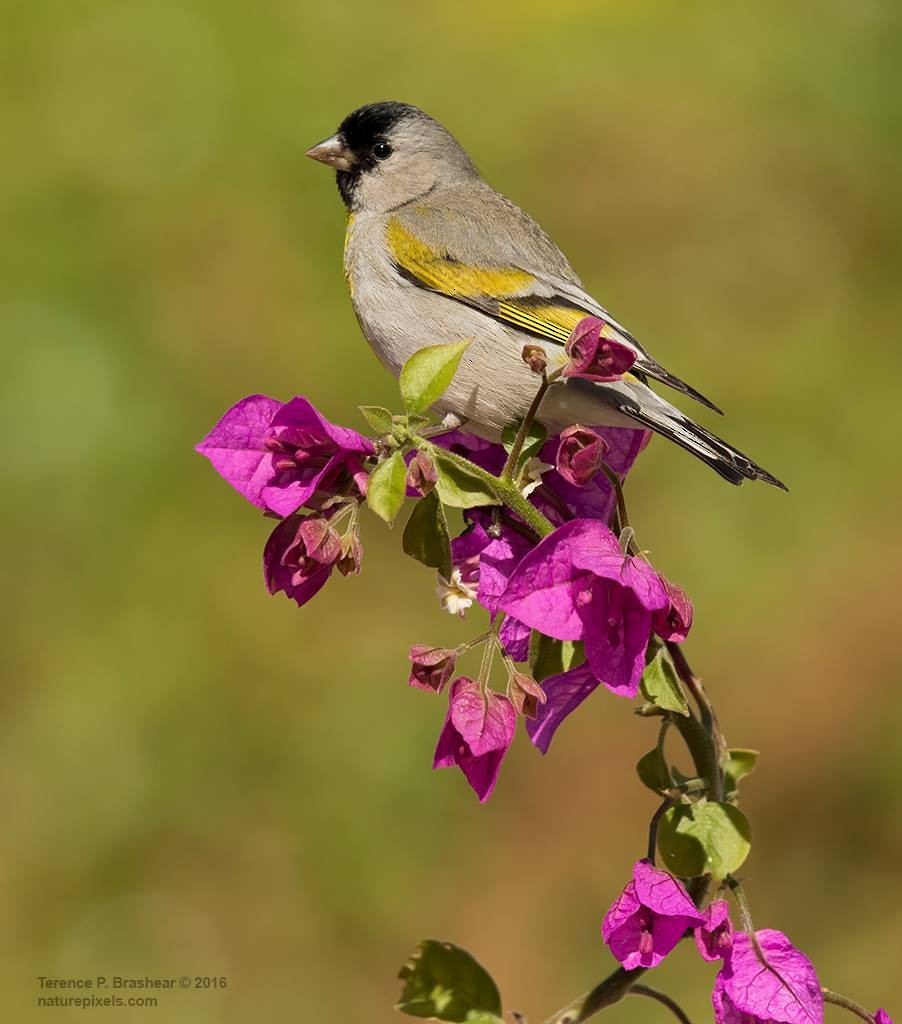 Lawrence's Goldfinch - Terence Brashear