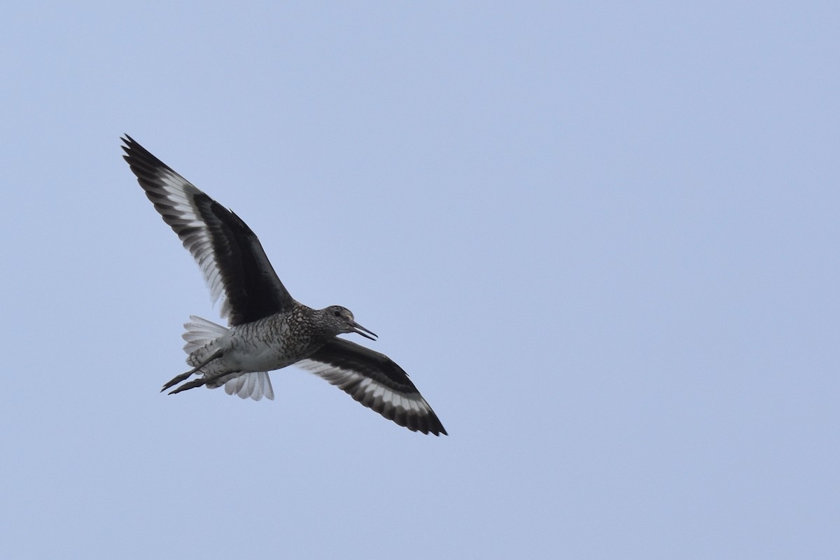 Willet (Eastern) - Luke Berg