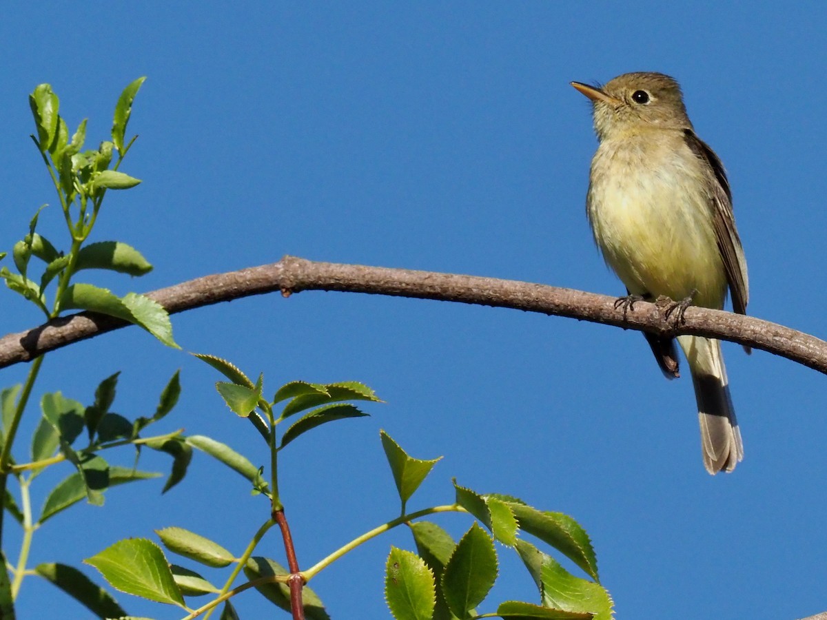 Western Flycatcher (Pacific-slope) - Steven Patt