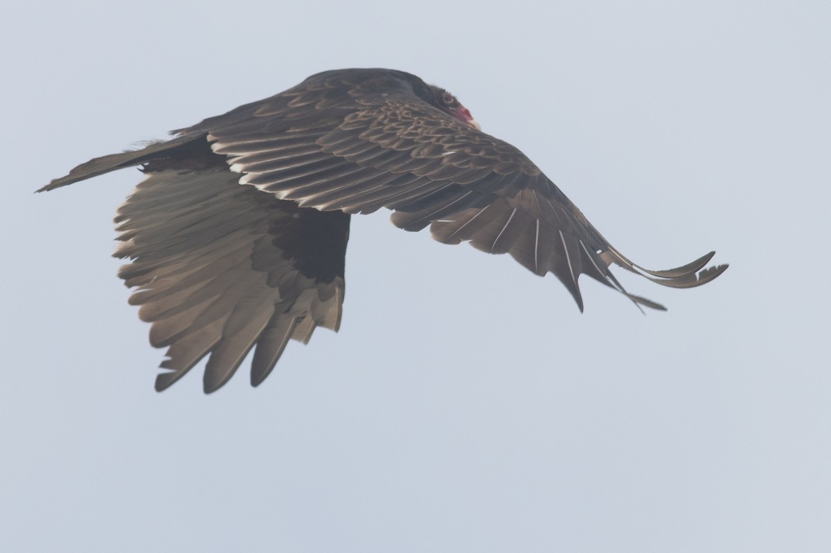 Turkey Vulture - ML247899131