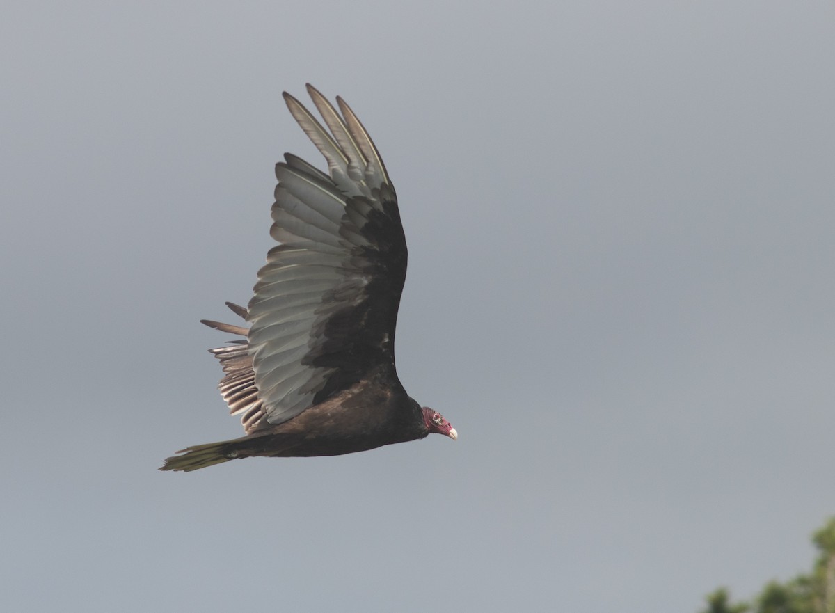 Turkey Vulture - ML247899161