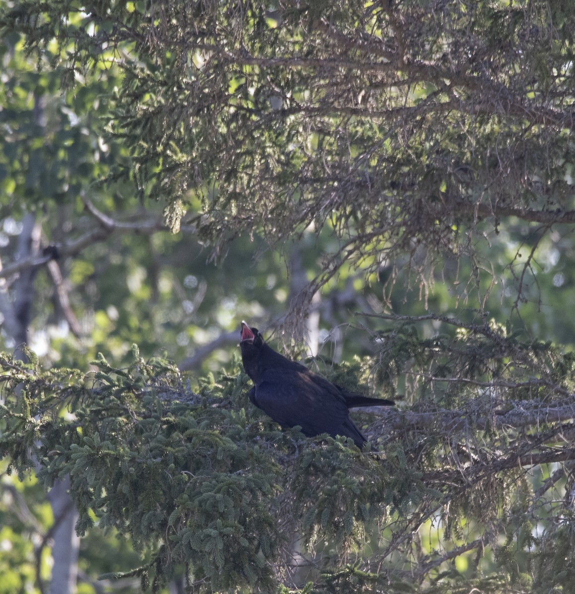 tanımsız Corvus sp. - ML247899941