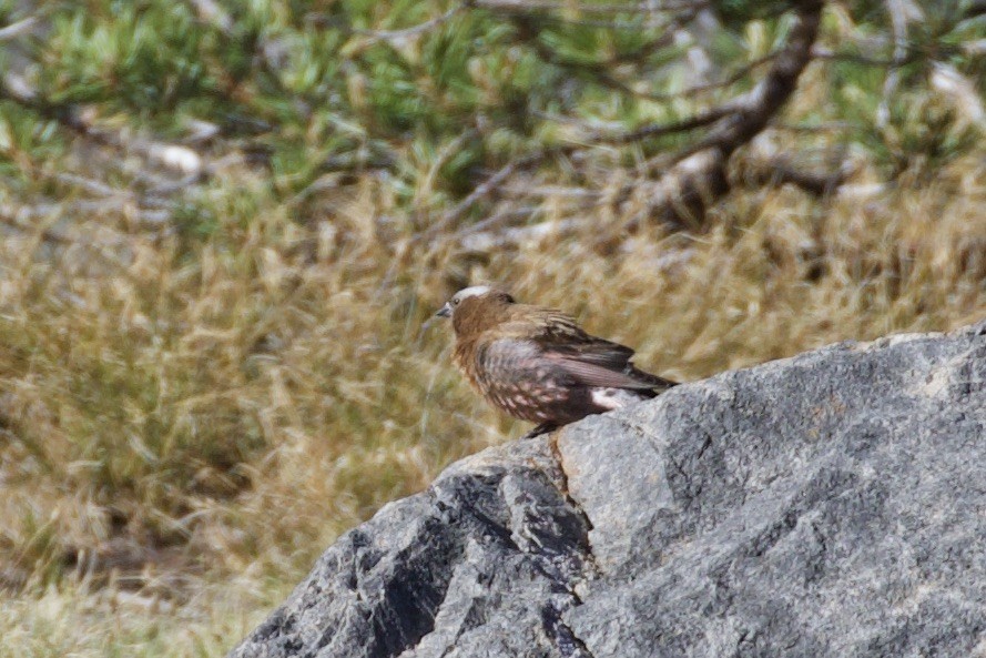 Gray-crowned Rosy-Finch - ML247900241