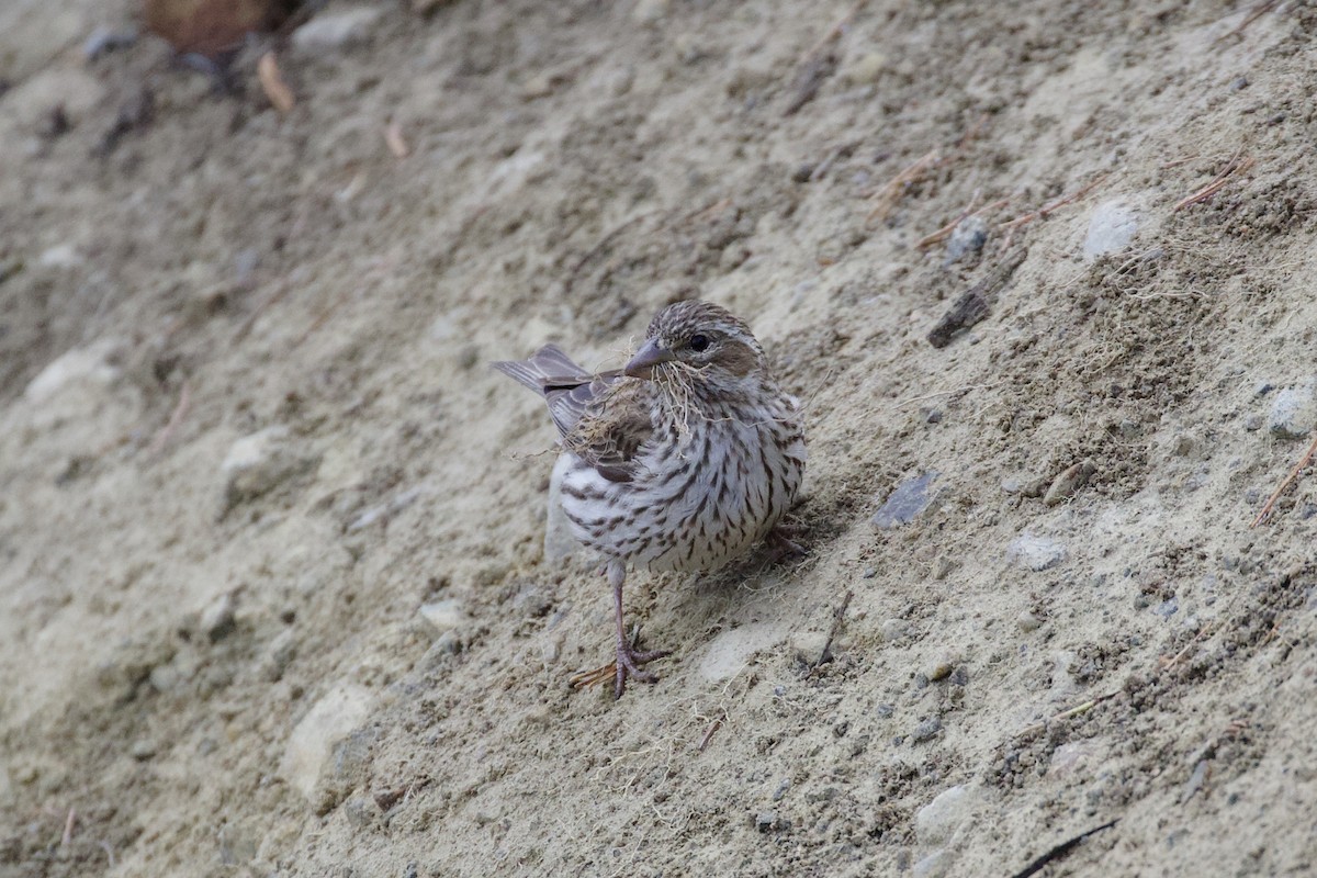 Cassin's Finch - ML247900351