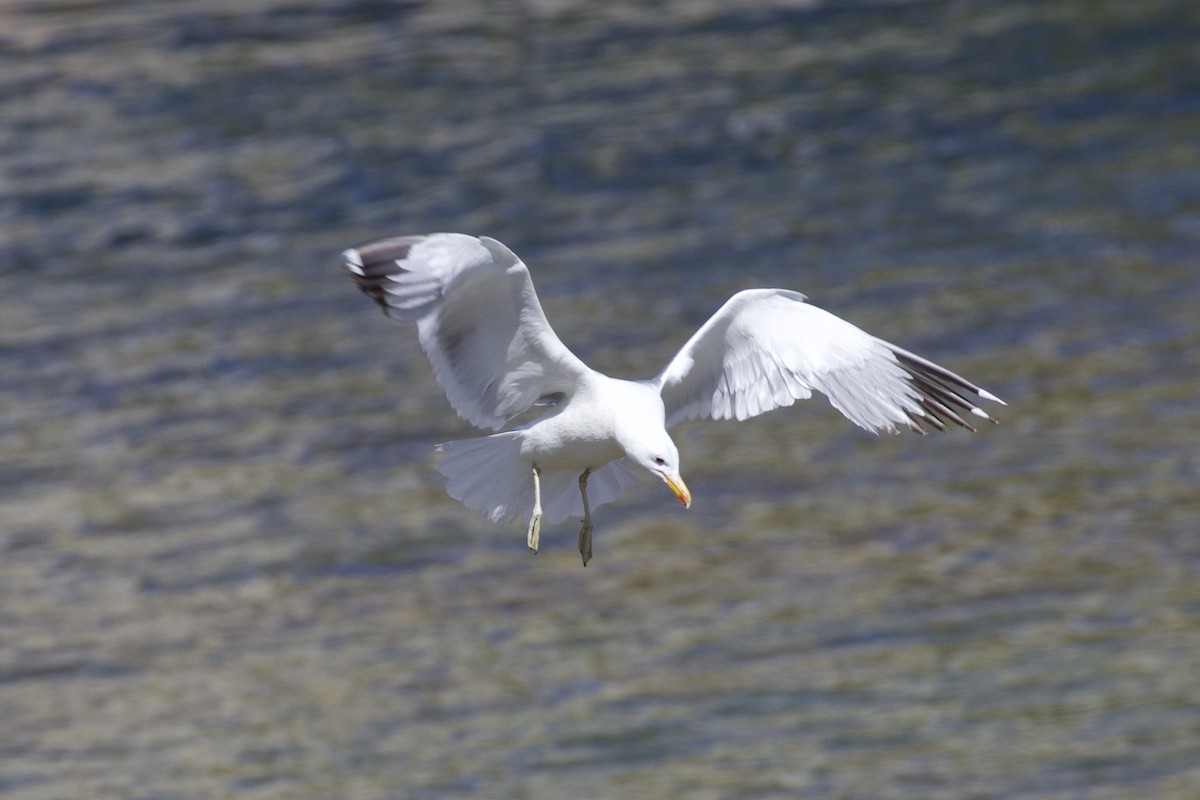 Gaviota Californiana - ML247900391