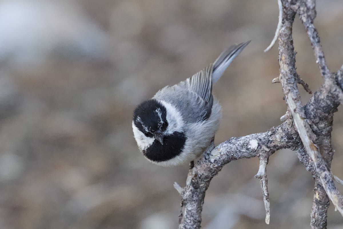 Mountain Chickadee - ML247900611