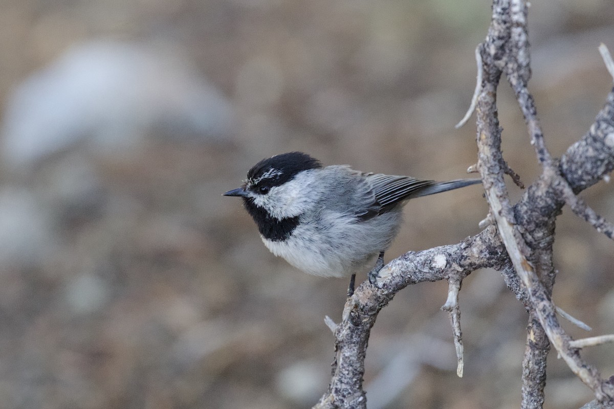 Mountain Chickadee - ML247900661