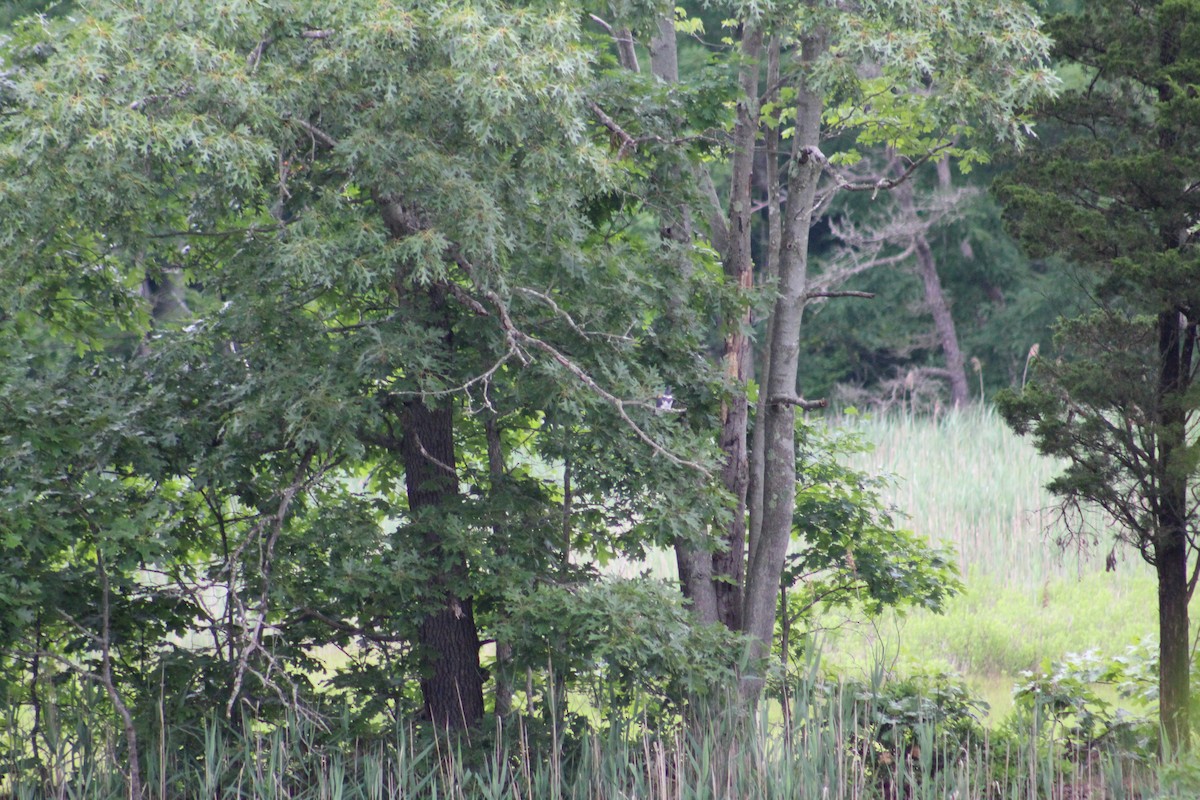 Belted Kingfisher - ML247900761