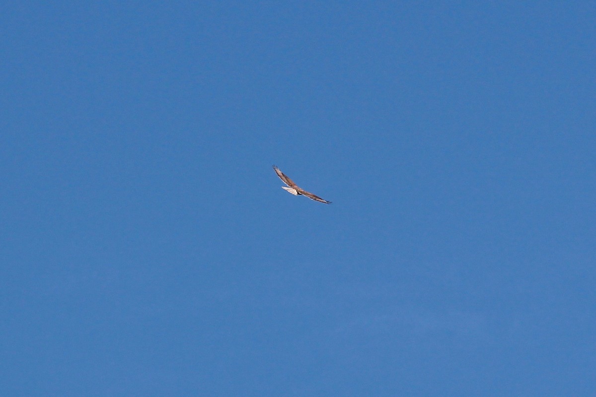 Ferruginous Hawk - ML24790191