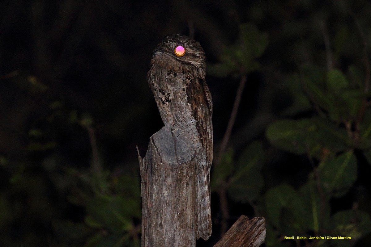 Common Potoo - ML247902801